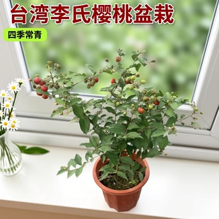 台湾李氏樱桃盆栽耐寒花卉姬绿植观花观果桌面茶几室内四季常青