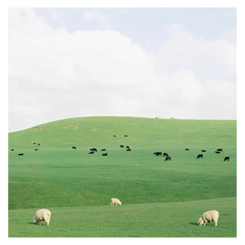 现代简约北欧草原马羊群小清新风景ins风装饰画贴画画芯自粘海报