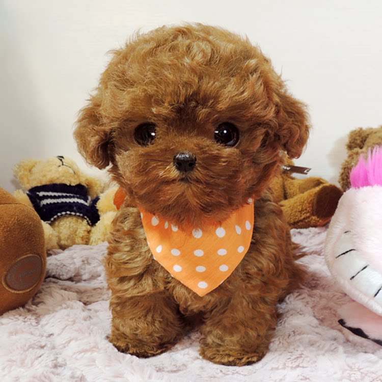 纯种泰迪犬幼犬娃娃脸咖啡色狗长不大茶杯宠物杯子犬衣服