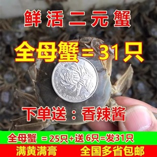 全母鲜活31只二元 蟹香辣蟹闸蟹小螃蟹小闸蟹醉蟹小河蟹 蟹非一元