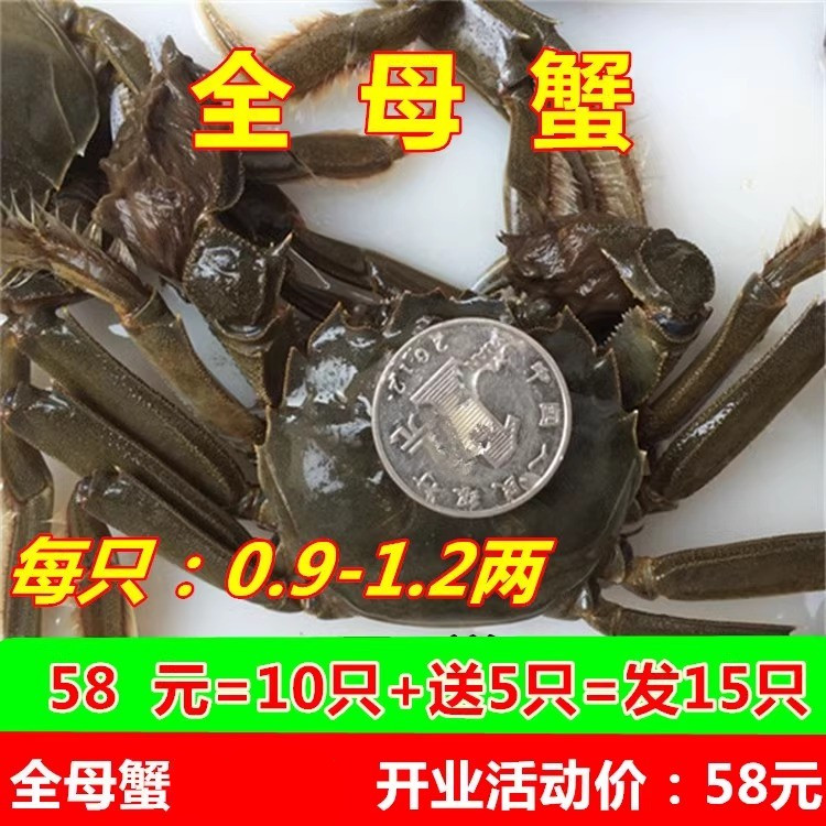 全母鲜活五元大闸蟹高品质蟹