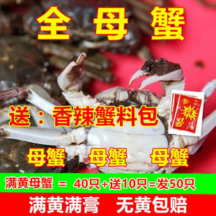 全母鲜活50只活蟹小螃蟹一元蟹非二元蟹香辣蟹闸蟹醉蟹小闸蟹
