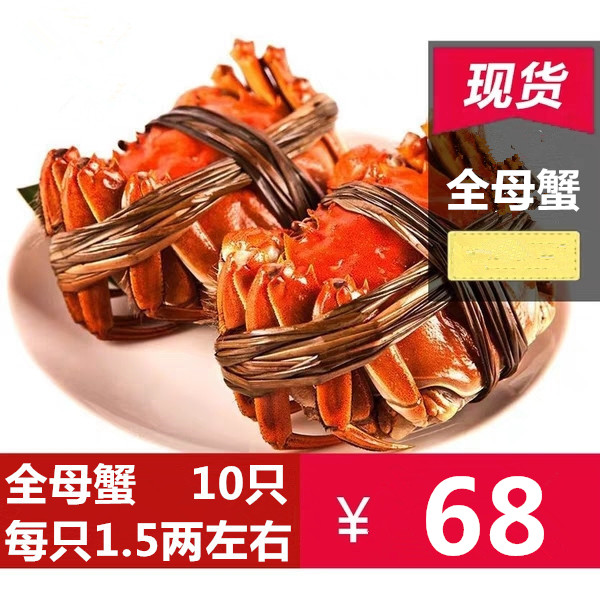 鲜活全母十元大闸蟹满黄蟹