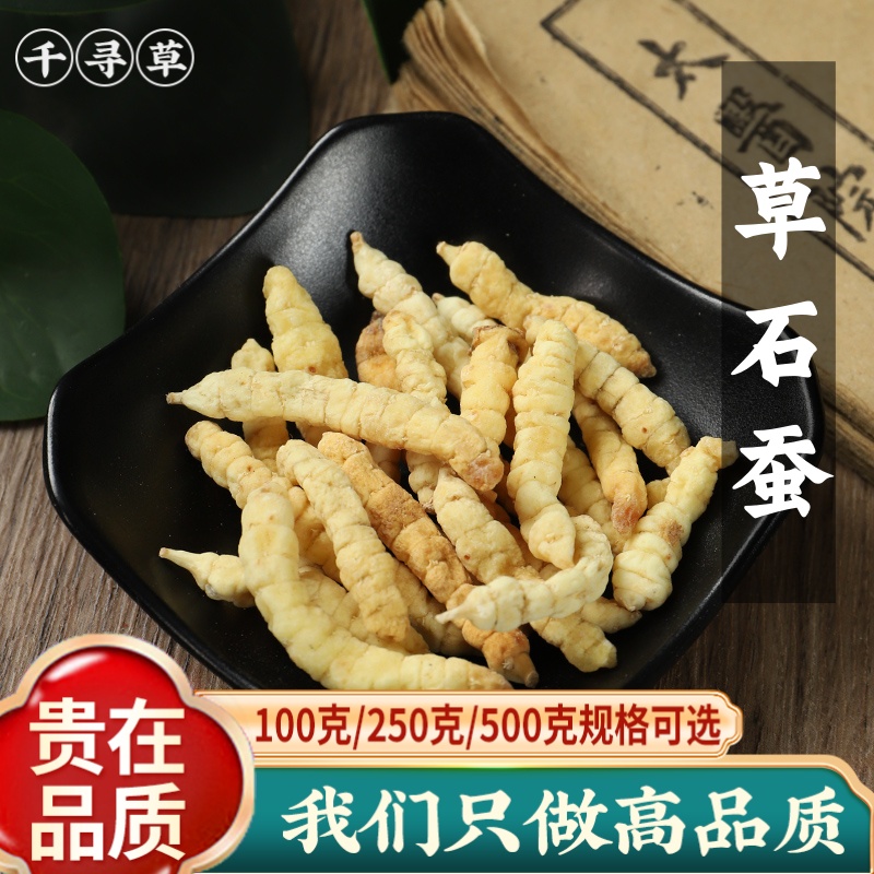 云南野生草石蚕中药材新货干货