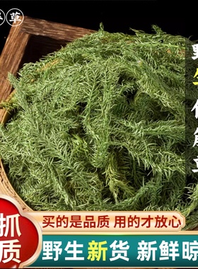 云南野生伸筋草500g 新鲜 绿色舒筋草泡脚另售远志透骨草益智仁茶