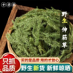云南野生伸筋草500g 新鲜 绿色舒筋草泡脚另售远志透骨草益智仁茶