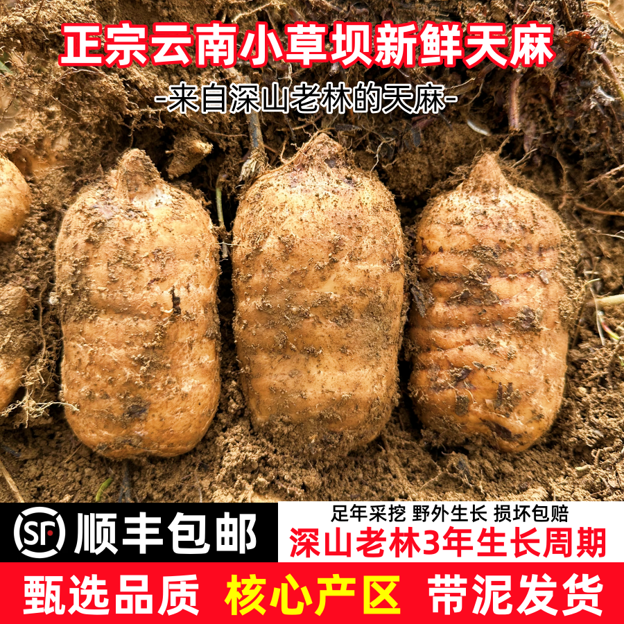 精选正宗云南昭通小草坝天麻特级天麻滋补养生新鲜带泥整箱现挖