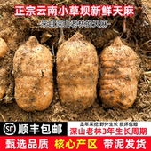 精选正宗云南昭通小草坝天麻特级天麻滋补养生新鲜带泥整箱现挖