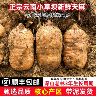 精选正宗云南昭通小草坝天麻特级天麻滋补养生新鲜带泥整箱现挖