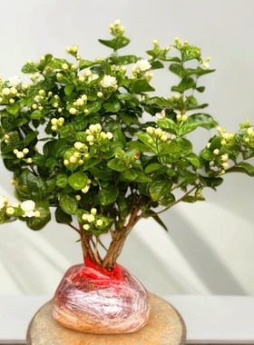 重瓣茉莉花护心土可盆栽地栽新鲜茉莉花苗