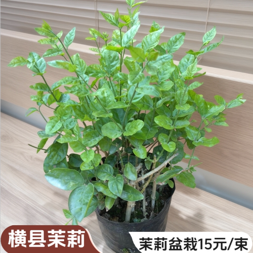 盆栽苗庭院阳台好养活