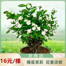 横县茉莉花盆栽独杆绿植花卉老桩树花苗植物室内客厅