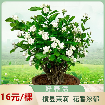 横县茉莉花盆栽独杆绿植花卉老桩树花苗植物室内客厅
