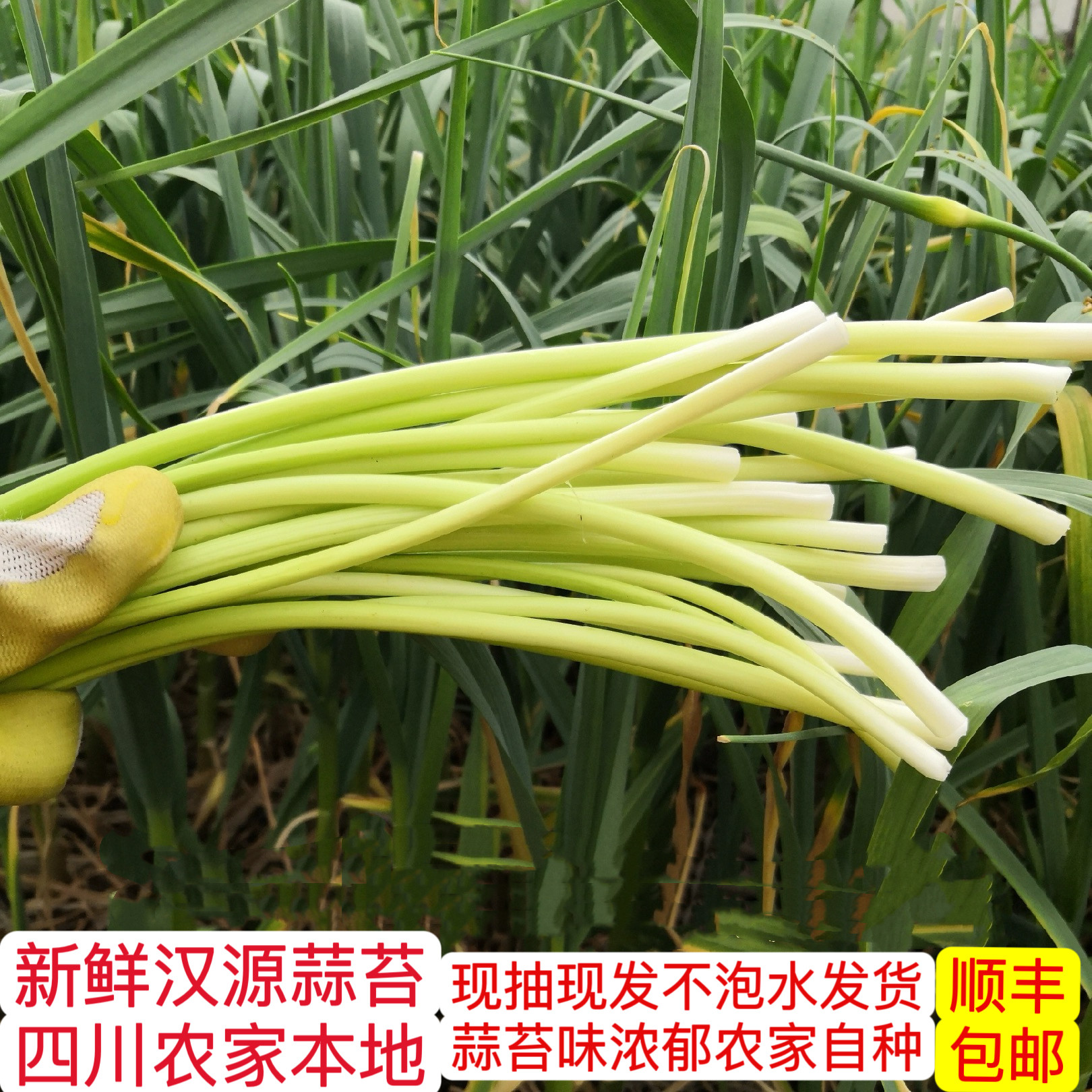 【顺丰京东包邮】新鲜蒜苔白帽蒜苔农家时令蔬菜生鲜蔬菜蒜苔蒜薹