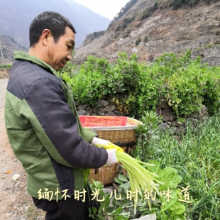 【顺丰京东包邮】四川白帽蒜苔农家新鲜菜汉源蒜苔蒜薹青蒜应季