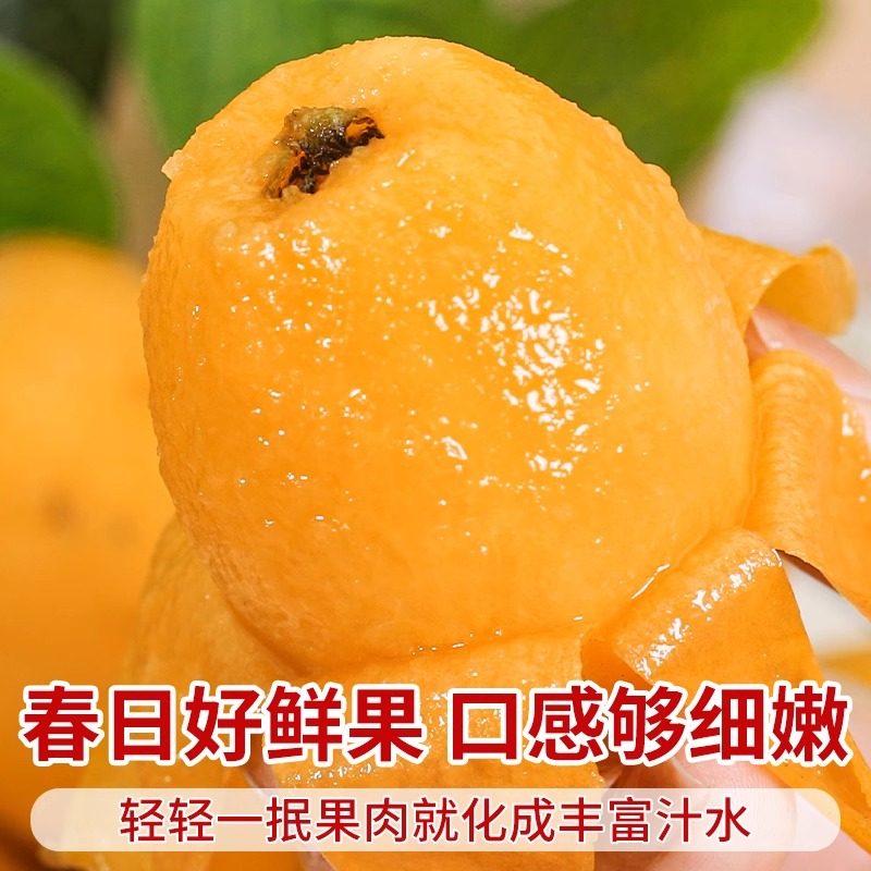 四川新鲜现摘枇杷鲜果大果超甜琵琶水果3斤5斤大五星整箱批发