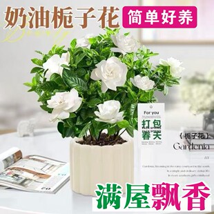 栀子花盆栽开花带花苞室内绿萝水培花卉绿植物茉莉花九里香
