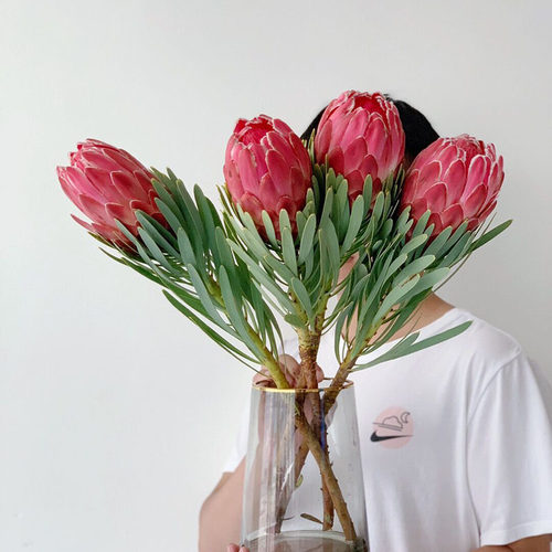 维纳斯公主花家居插花水养送花