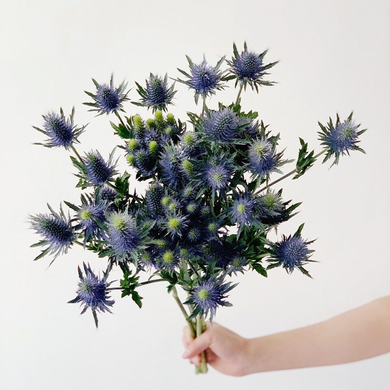 进口大刺芹鲜花束低调独特高端花艺百搭配花冷调色气质高冷有个性