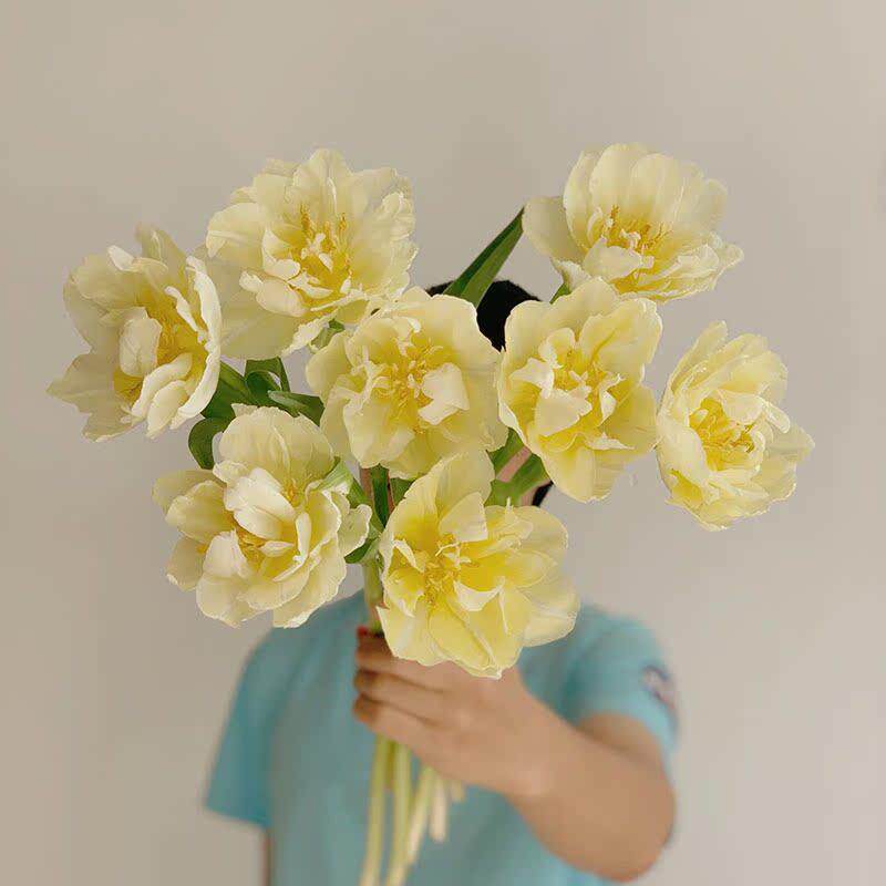 奶呼呼的治愈系奶黄色重瓣郁金香