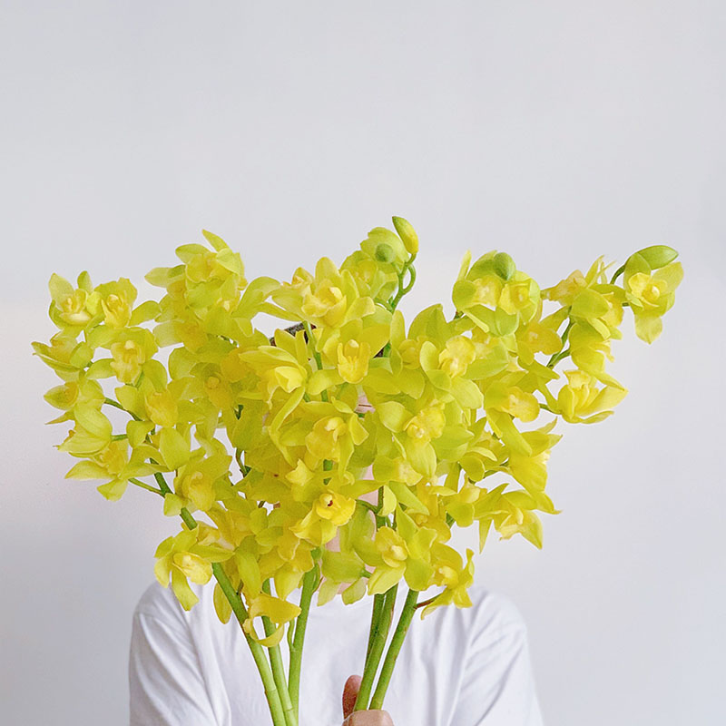 高级贵气青翠黄色蕙兰鲜花花期长