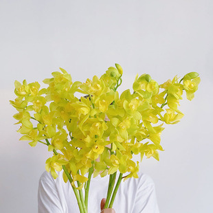 高级贵气青翠黄色蕙兰鲜花家居高级插花惠兰节日送花好养花期长