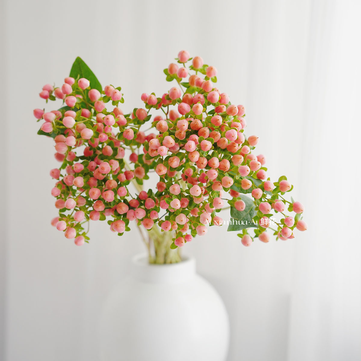 粉粉嫩嫩进口仙气粉色火龙珠鲜花粉豆相思豆插花水养花期长送花