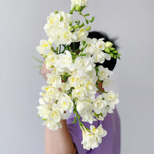 清香幽兰高级象牙白色香雪兰鲜花小苍兰插花水养节日送花云南直发