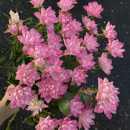 绝美花型天河繁星多头玫瑰花鲜花家居插花水养节日送花空运直发