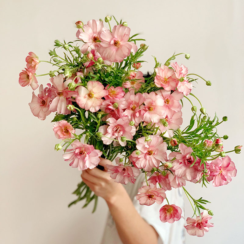 粉色重瓣荷花鲜花家居插花水养