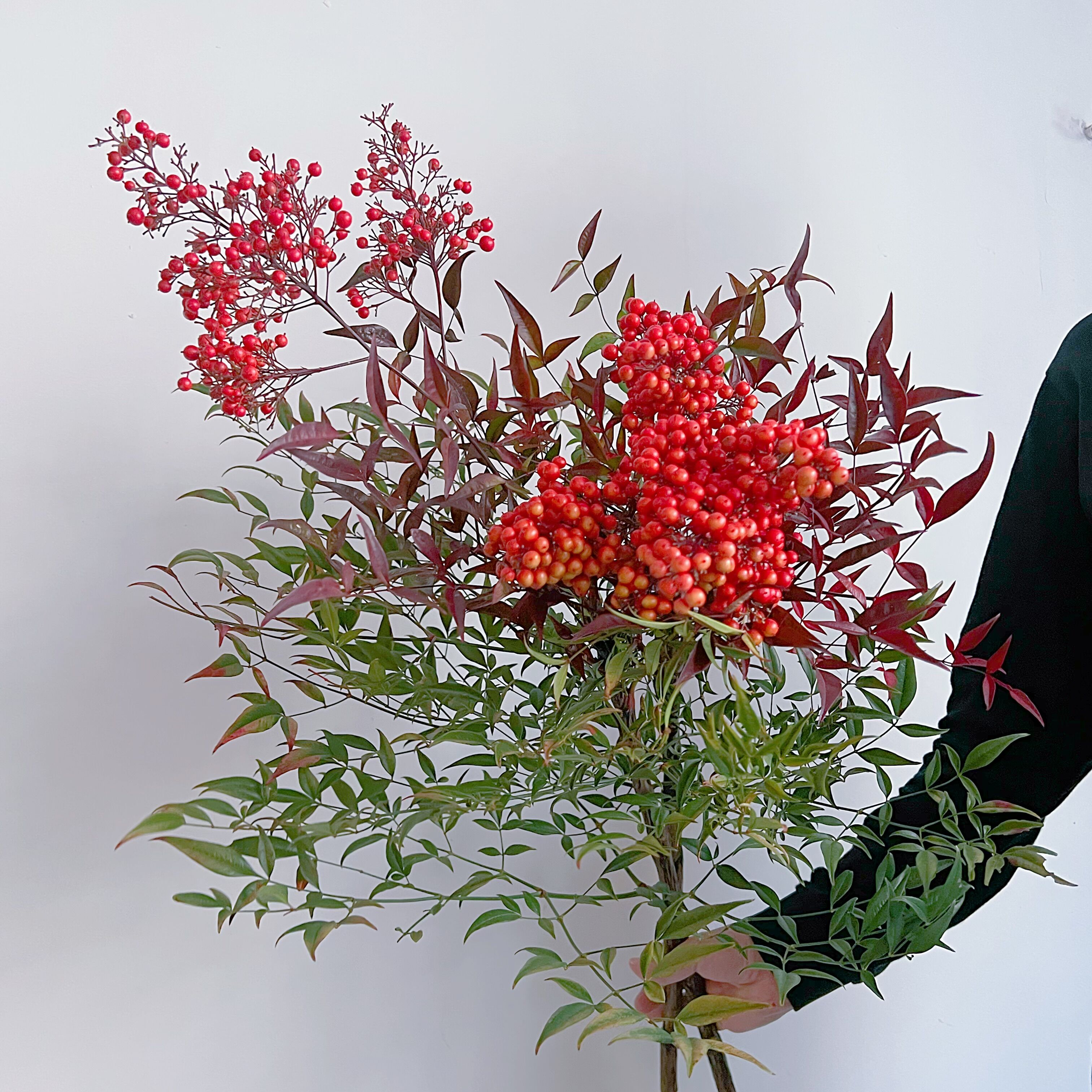 【奇花异果】带果兰天竹鲜花水养