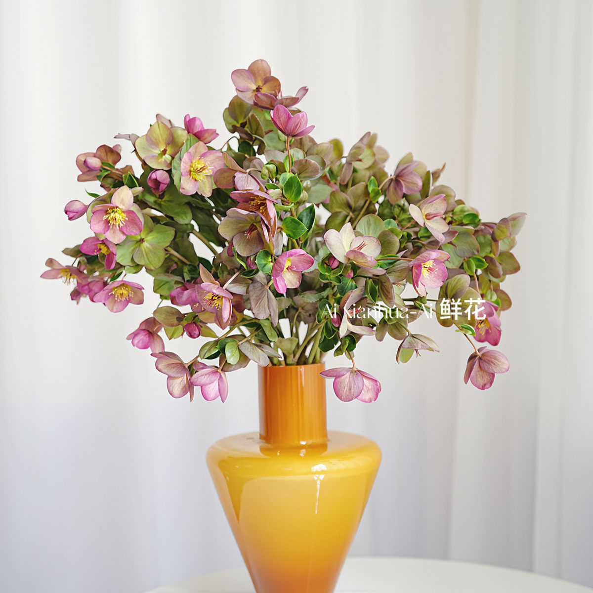 气质优雅复古双色兔葵鲜花小花束插花装饰真花鲜花花艺摆件家居,鲜花速递/花卉仿真/绿植园艺,花材,淘宝优惠券,粉丝福利购,淘宝优惠卷