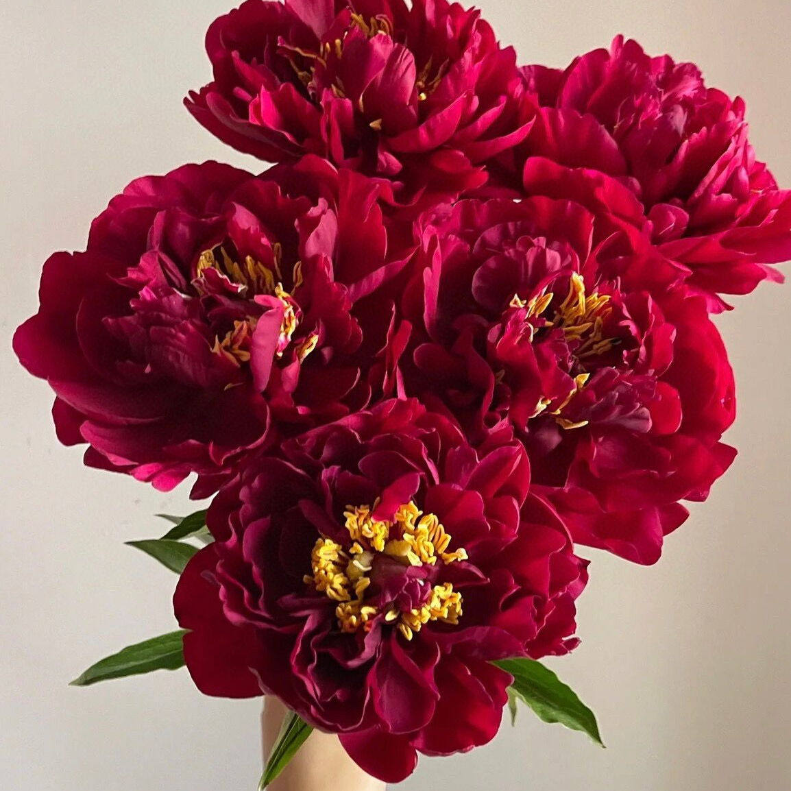 进口红色老忠诚芍药鲜花年宵花