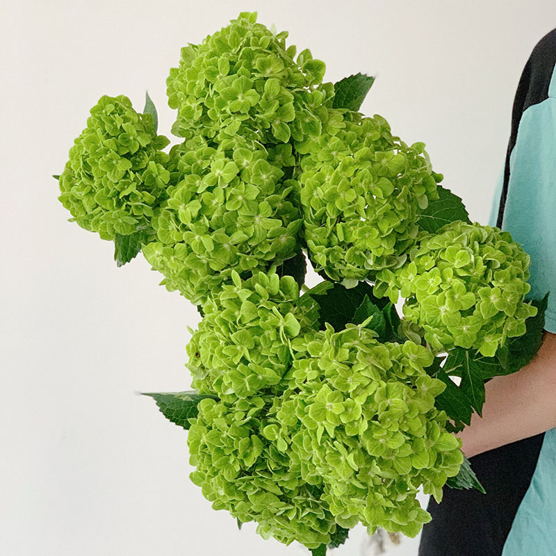 哥伦比亚进口绿色白色绣球鲜花花束家用水养云南直发直批生日礼品