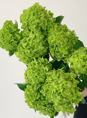 哥伦比亚进口绿色白色绣球鲜花花束家用水养云南直发直批生日礼品