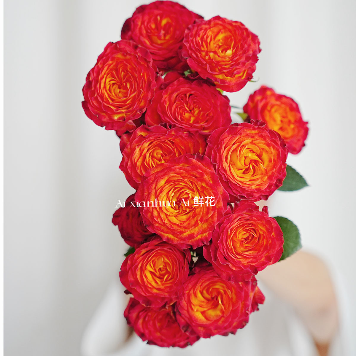 吸睛色彩花瓣波浪卷边狂想曲玫瑰鲜花家居办公插花水养云南直发