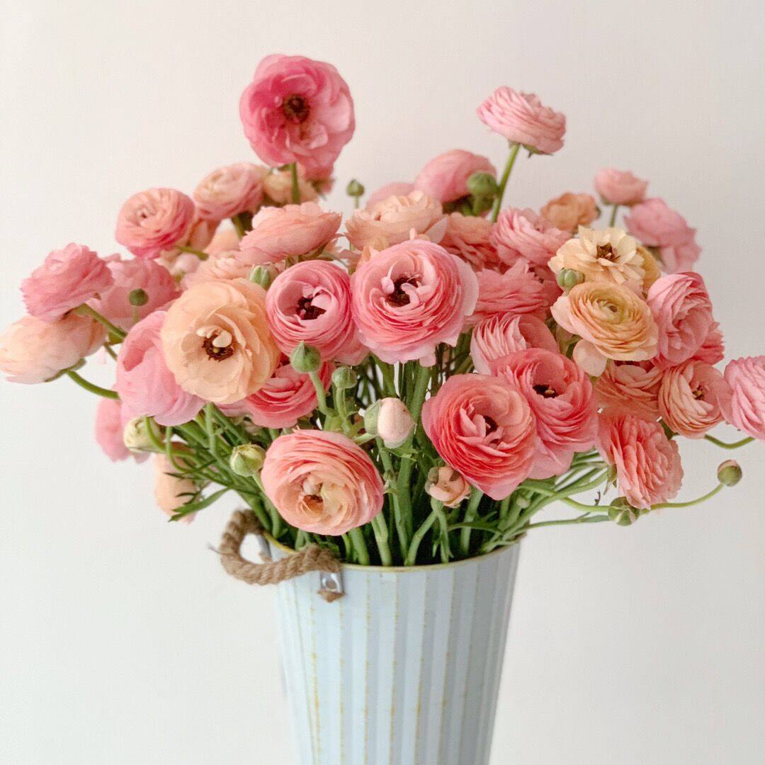 水彩香槟色洋牡丹鲜花家居插花水