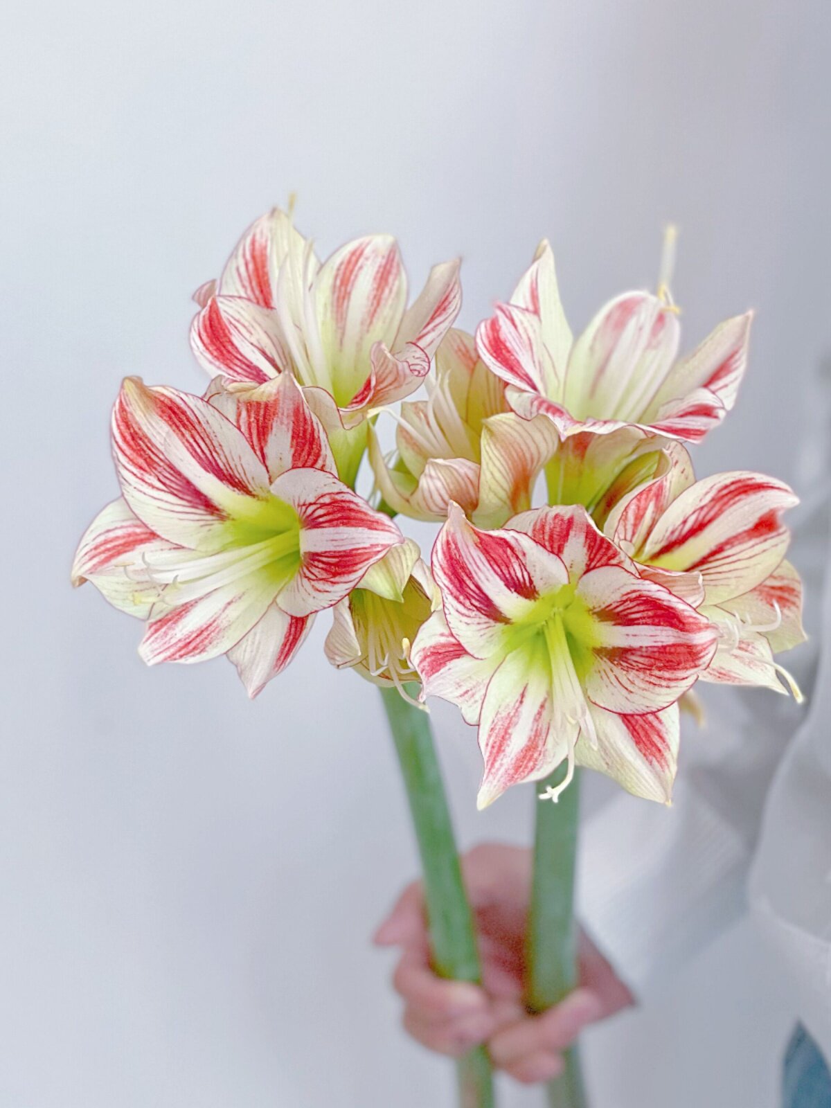 渐变红白双色纹理清晰唯美童话朱顶红鲜花插花水养年宵花云南直发