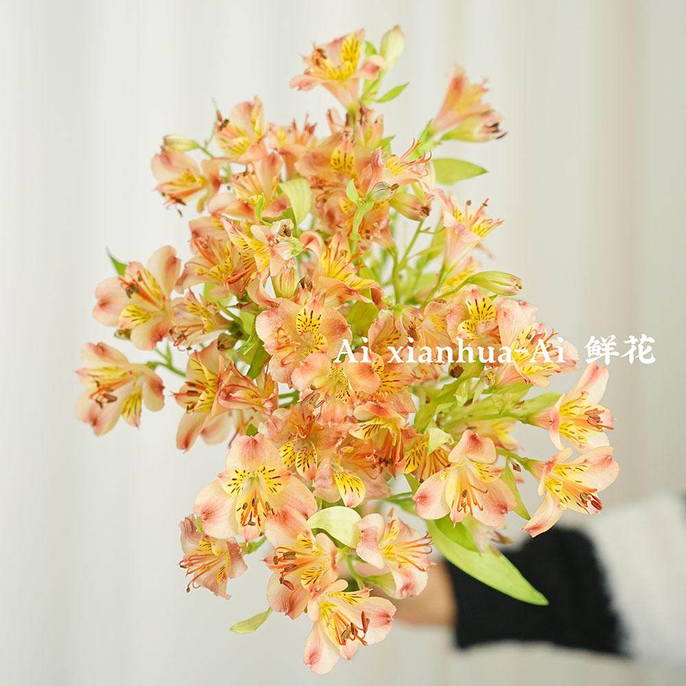 潜力股花材香槟橙色水仙百合鲜花真花好养花期长云南昆明鲜花空运,鲜花速递/花卉仿真/绿植园艺,花材,淘宝优惠券,粉丝福利购,淘宝优惠卷