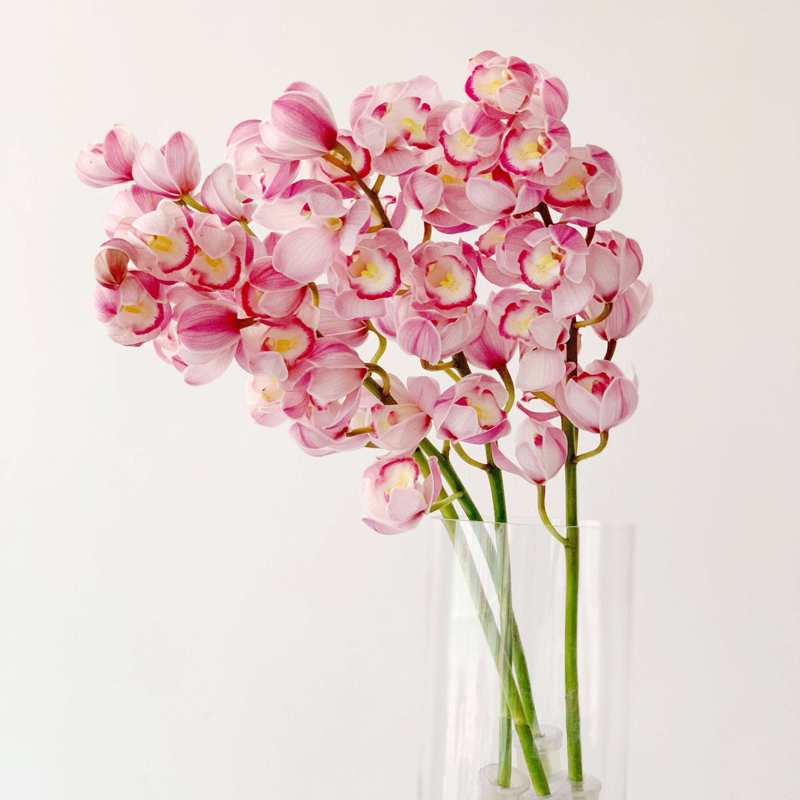 进口A级浅粉色大花蕙兰鲜花家居高级插花水养惠兰花期长年宵花,鲜花速递/花卉仿真/绿植园艺,花材,淘宝优惠券,粉丝福利购,淘宝优惠卷