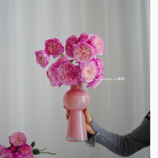 绝世之美多头康斯坦茨玫瑰花鲜花女神节送花奥斯汀花型云南直发