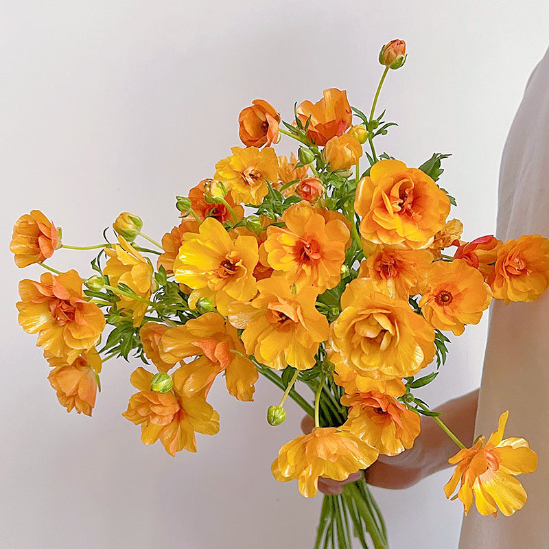 美到窒息橘子汽水蝴蝶洋牡丹鲜花