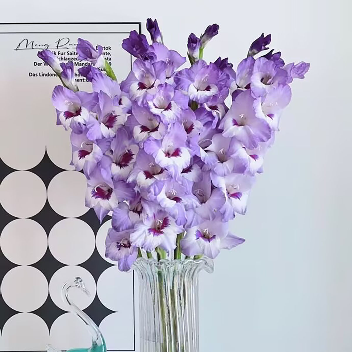 渐变双色高级紫色回忆剑兰鲜花