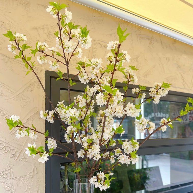 哇！美爆了白色樱花鲜切枝家居插