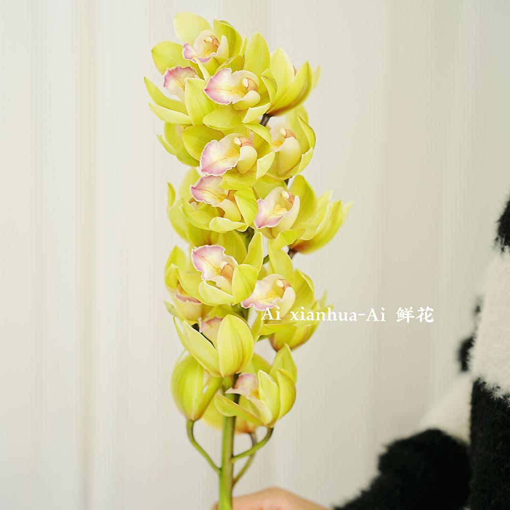 黄绿色碧玉大花蕙兰切花昆明A级