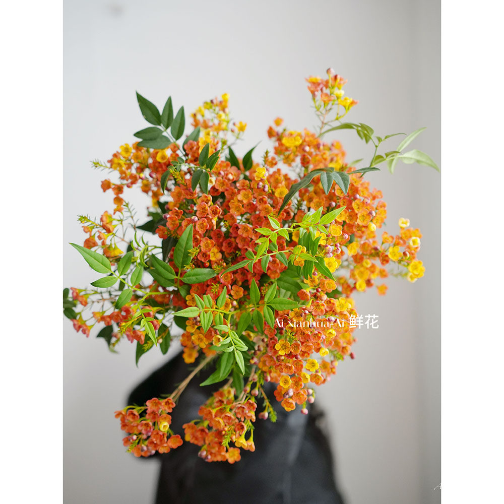插花氛围感满满香槟色腊梅混搭插花水养圣诞年宵花花束花期超长