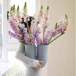 花型酷似游动的金鱼灵动系多色金鱼草鲜花家用插花水养百搭送花