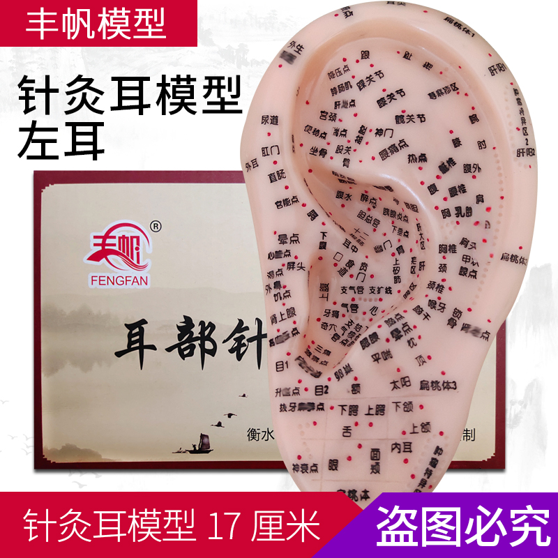 大号耳膜刻字超清晰针灸多穴位耳模型贴耳穴耳廓理疗左耳朵国标