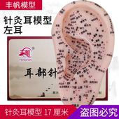 大号耳膜刻字超清晰针灸多穴位耳模型贴耳穴耳廓理疗左耳朵国标