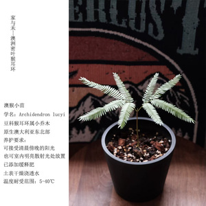 家与禾【澳猴】澳洲密叶猴耳环小苗室内外热植盆栽ins喜阳耐阴